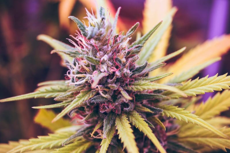 Maryland marijuana sales exceed $1.1 billion in first year of legalization