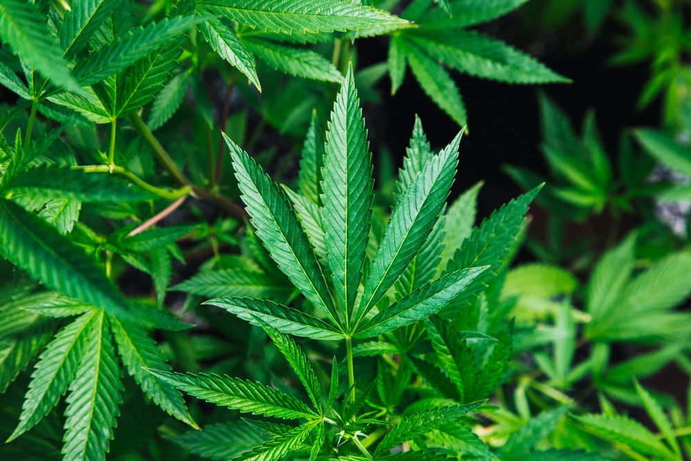 Maryland Department of Health releases new cannabis data dashboard Post feature image